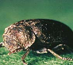 insecte grosse vrillette insecte grosse vrillette