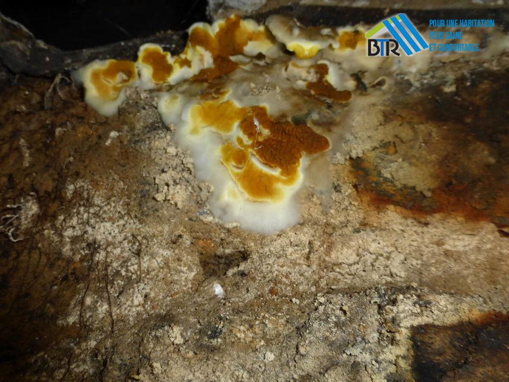 Photo de mérule reconnaître le champignon — free download