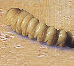 larve de lyctus brunneus