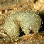 larve de petite vrillette