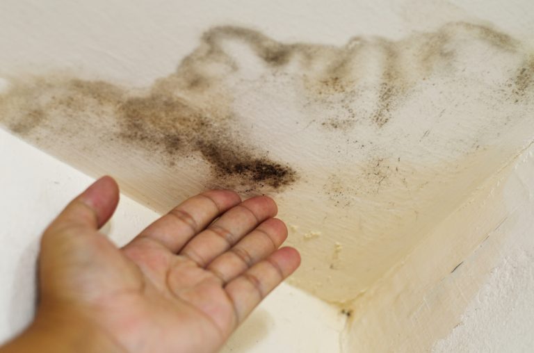 Enlever la moisissure sur les murs