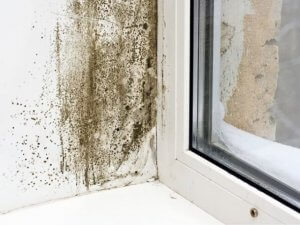 moisissures et champignons sur mur près de fenêtre