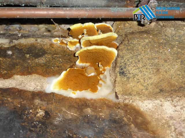 carpophore en fructification sur mur en sous sol