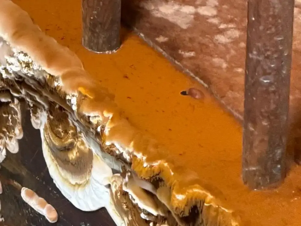 dépôt de spores dans la cage d'escalier