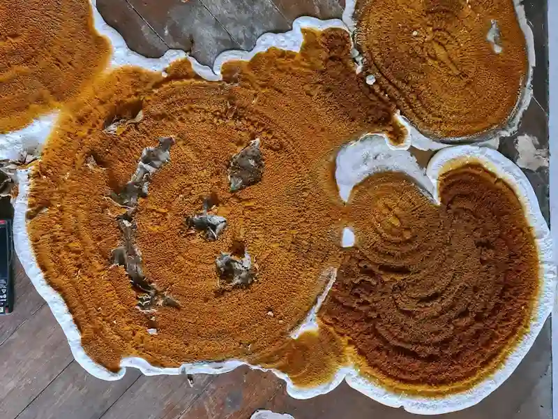 spores de mérule en grosse quantité sur le carpophore