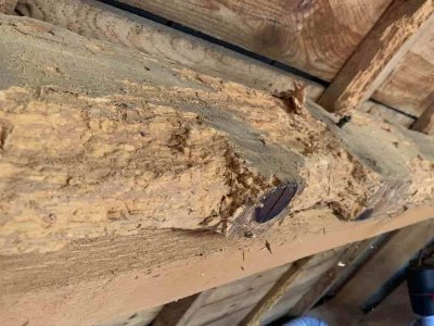 dégâts du capricorne sur les bois de charpente